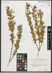 Foto von Salix triandra L.
